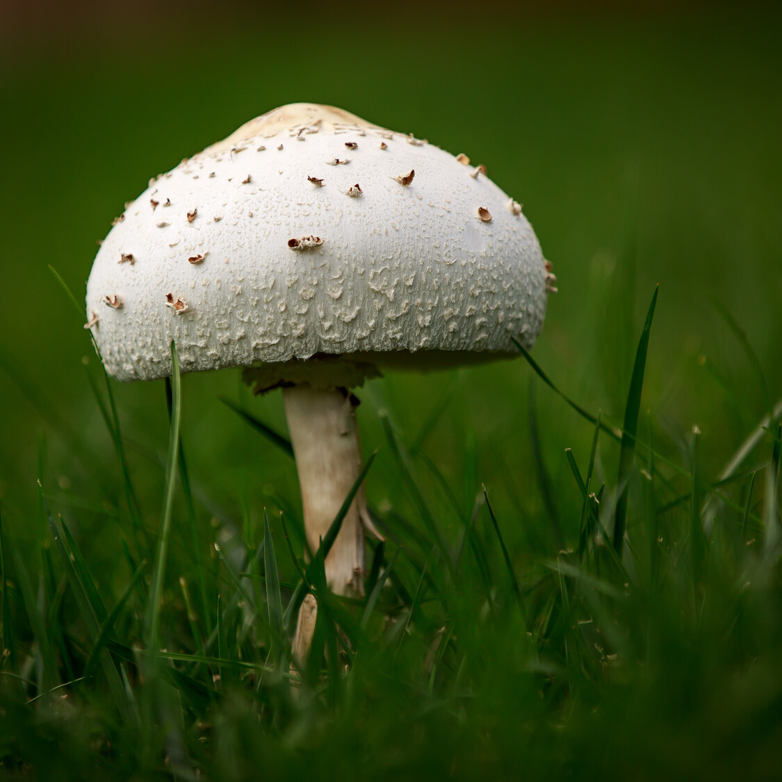 Lawn fungus from drainage issues mikula contracting
