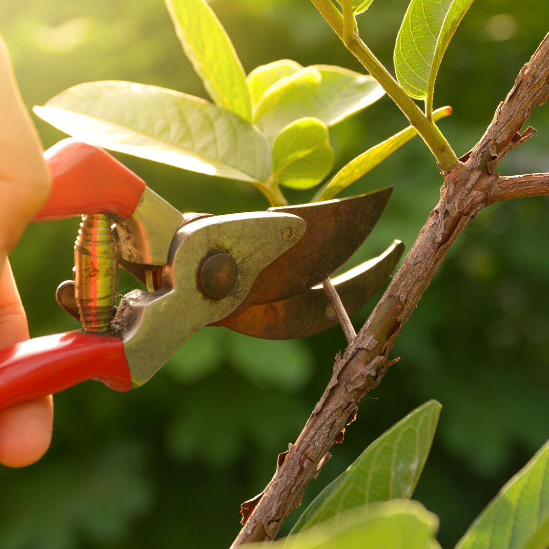 gardener pruning trees with pruning shears on nature background landscaping mikula contracting Clifton