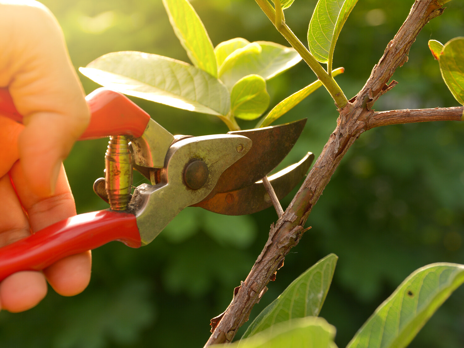 gardener pruning trees with pruning shears on nature background landscaping mikula contracting Clifton