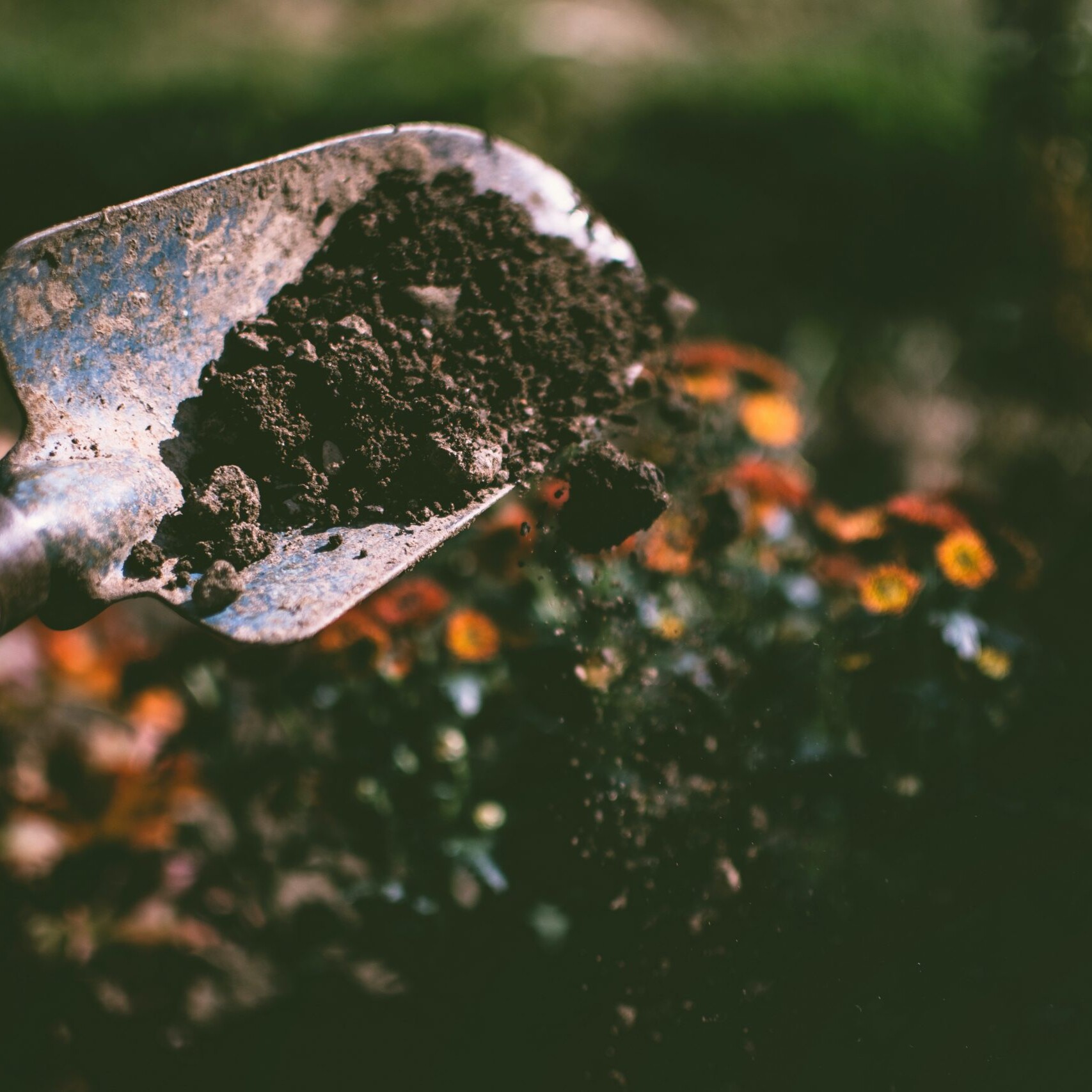 Person scooping up contaminated soil with a hand shovel