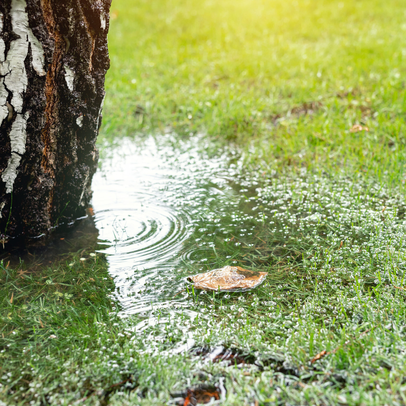 Garden bushes, tree and green grass lawn covered with water due to snow melting thaw and flash high water at spring. Natural disaster deluge flooded house backyard pathway ang greenery at countryside.