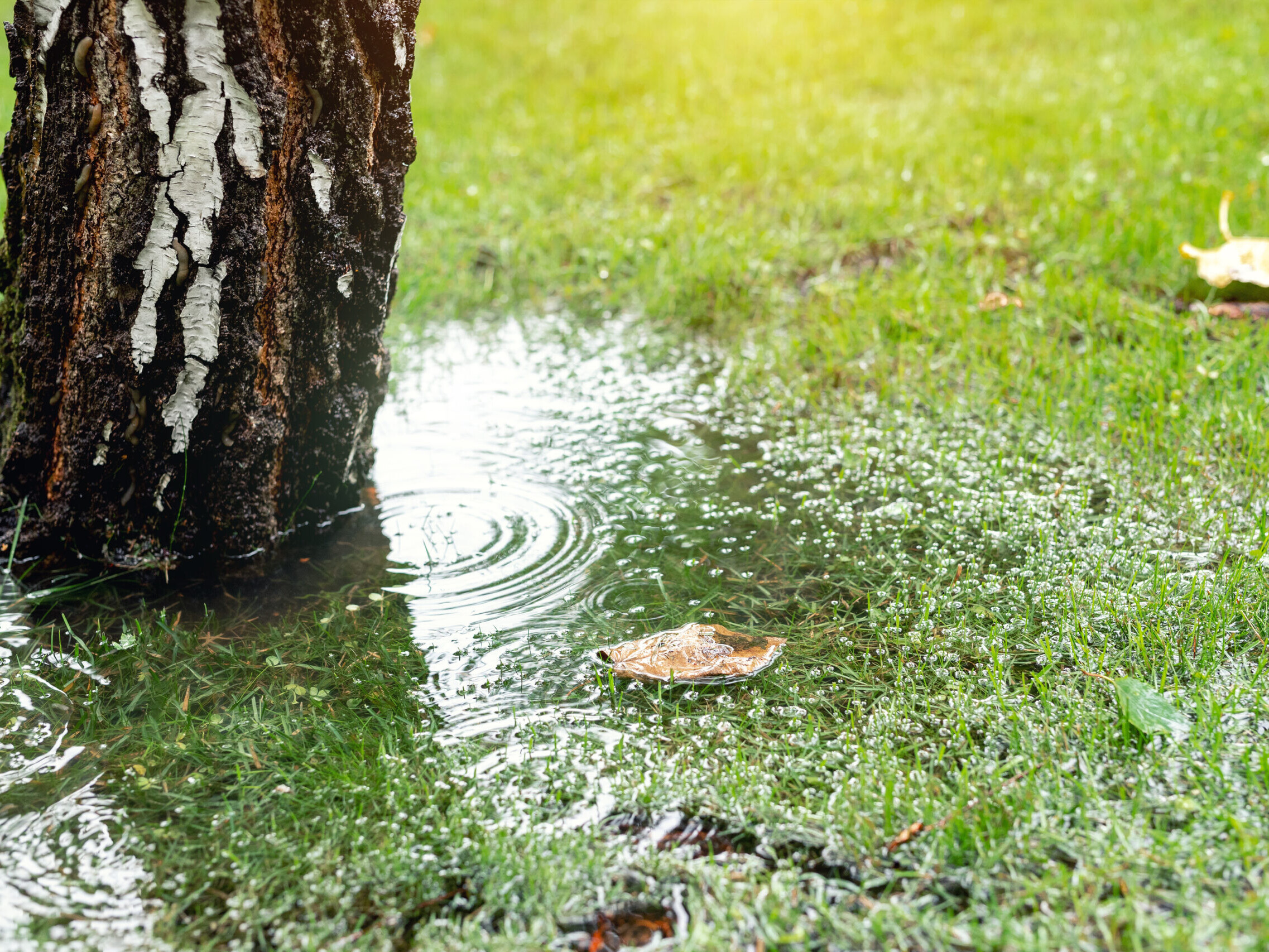 Garden bushes, tree and green grass lawn covered with water due to snow melting thaw and flash high water at spring. Natural disaster deluge flooded house backyard pathway ang greenery at countryside.