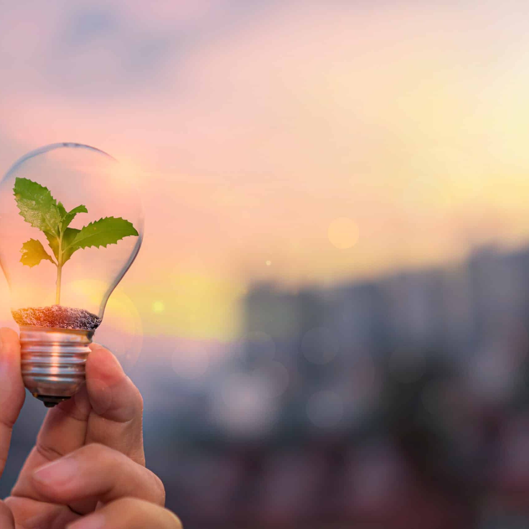 Ecology energy concept. Hand holding a light bulb with green growing plants that are environmentally friendly.