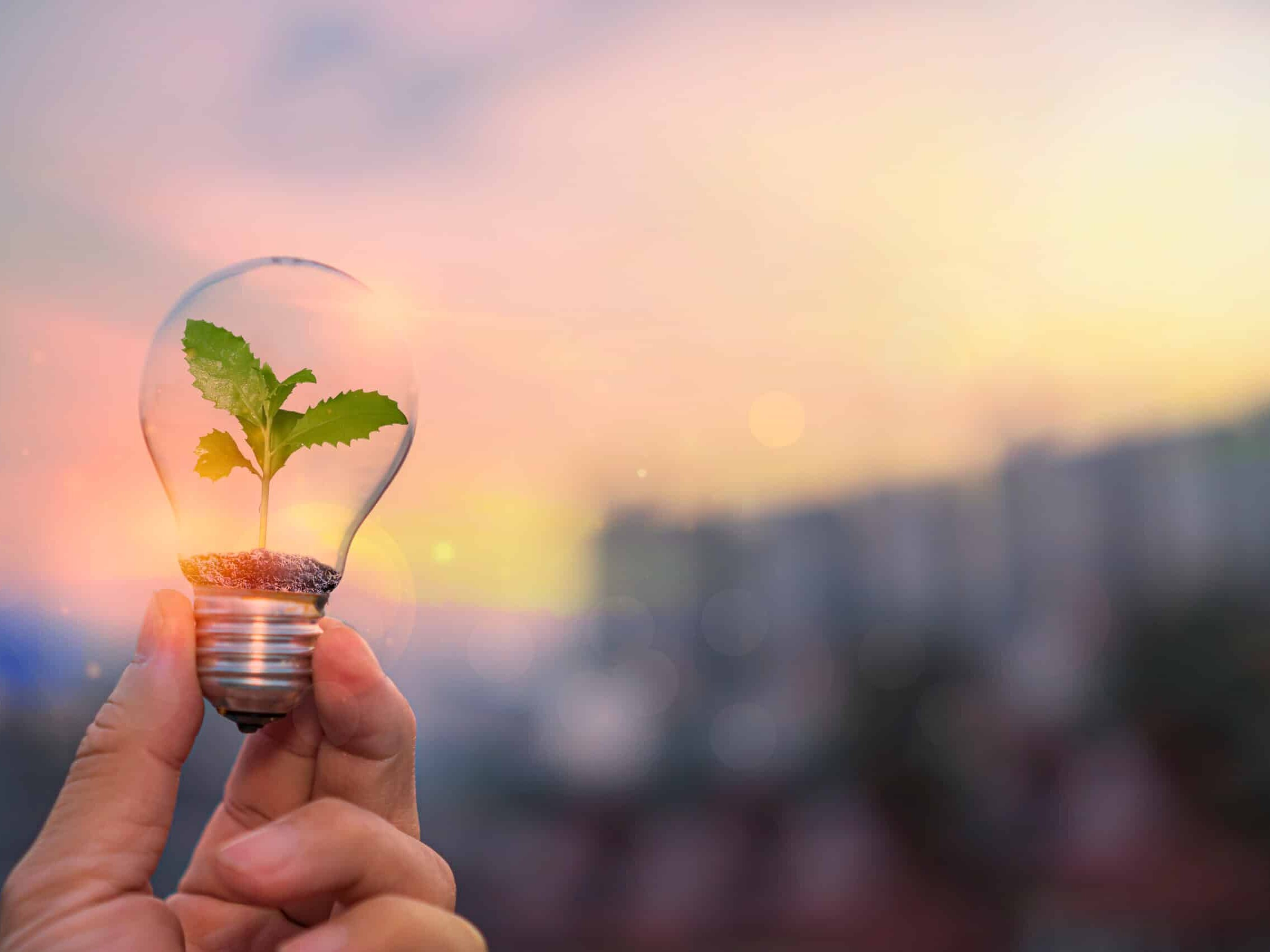 Ecology energy concept. Hand holding a light bulb with green growing plants that are environmentally friendly.
