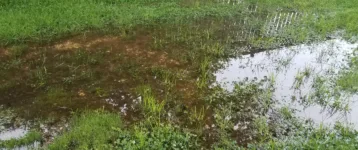 flooded yard or lawn with puddle and water and fence
