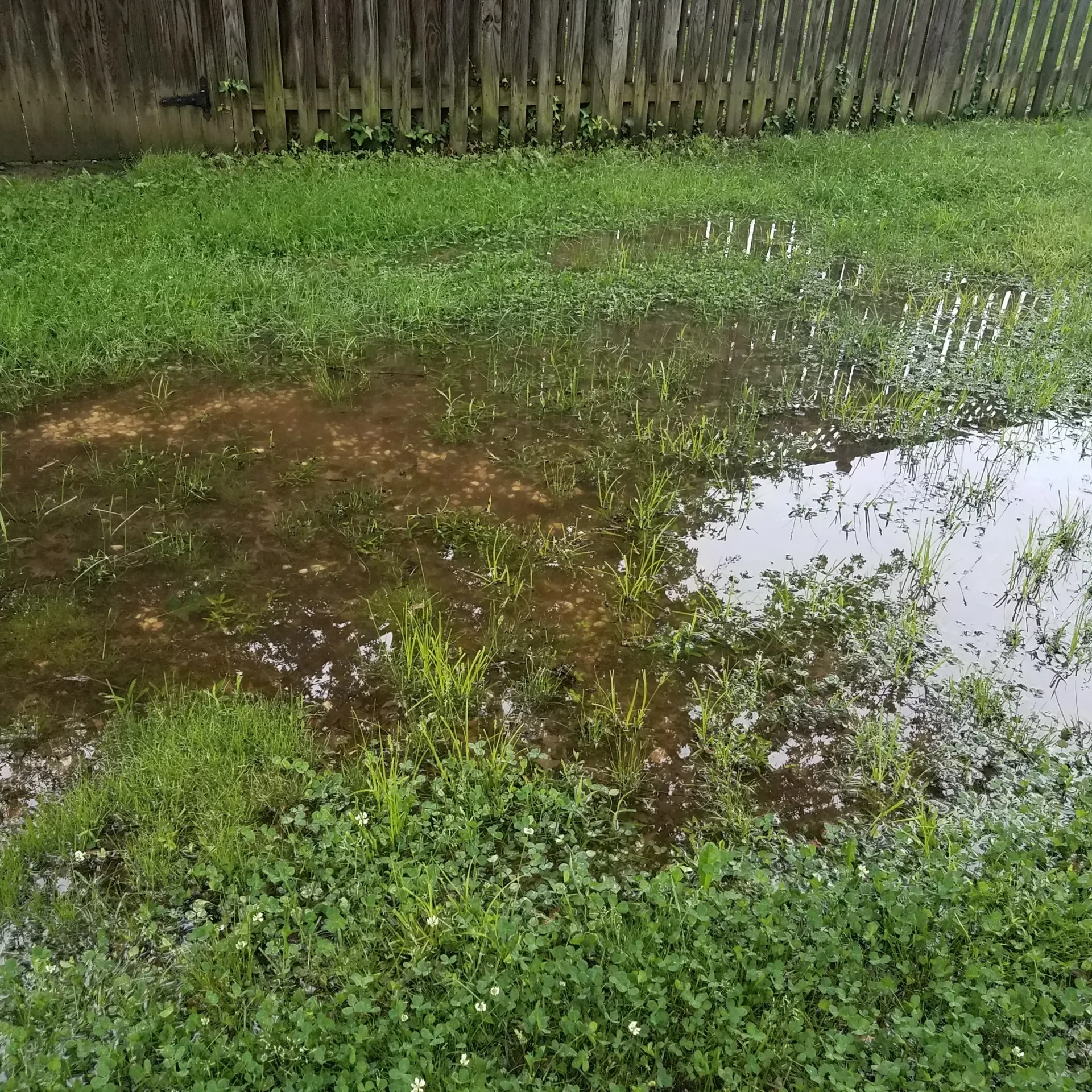 flooded yard or lawn with puddle and water and fence