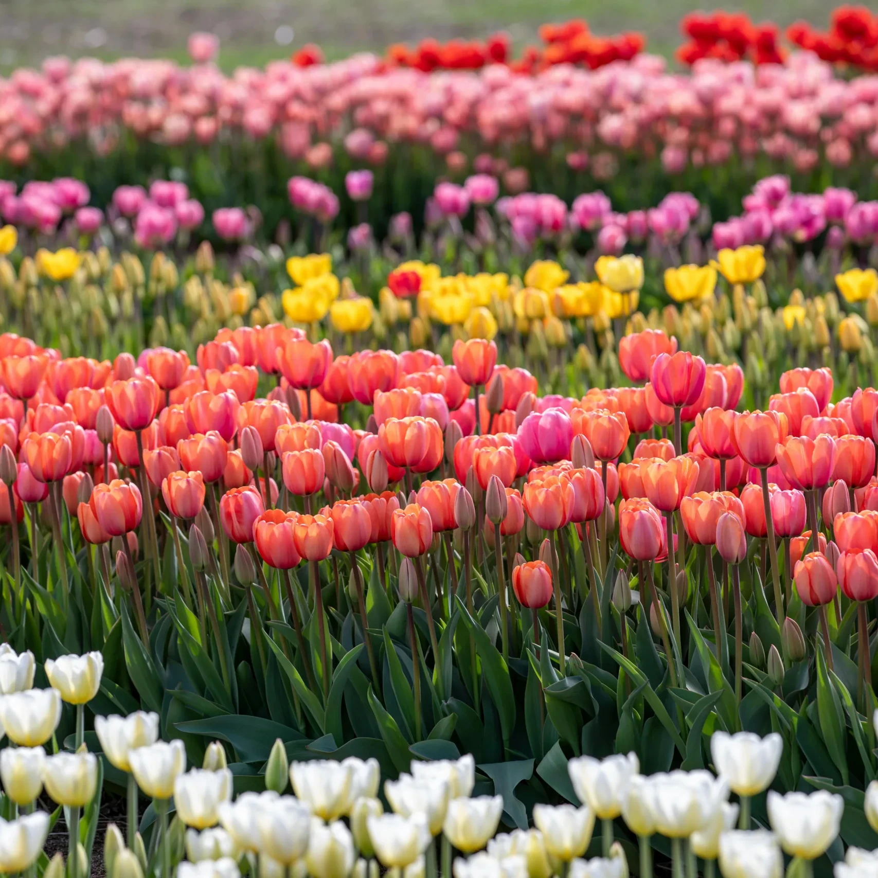 Colorful tulip flowers