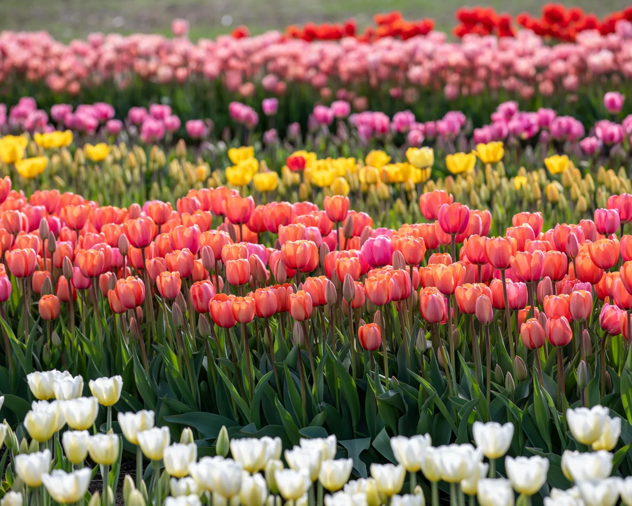 Colorful tulip flowers