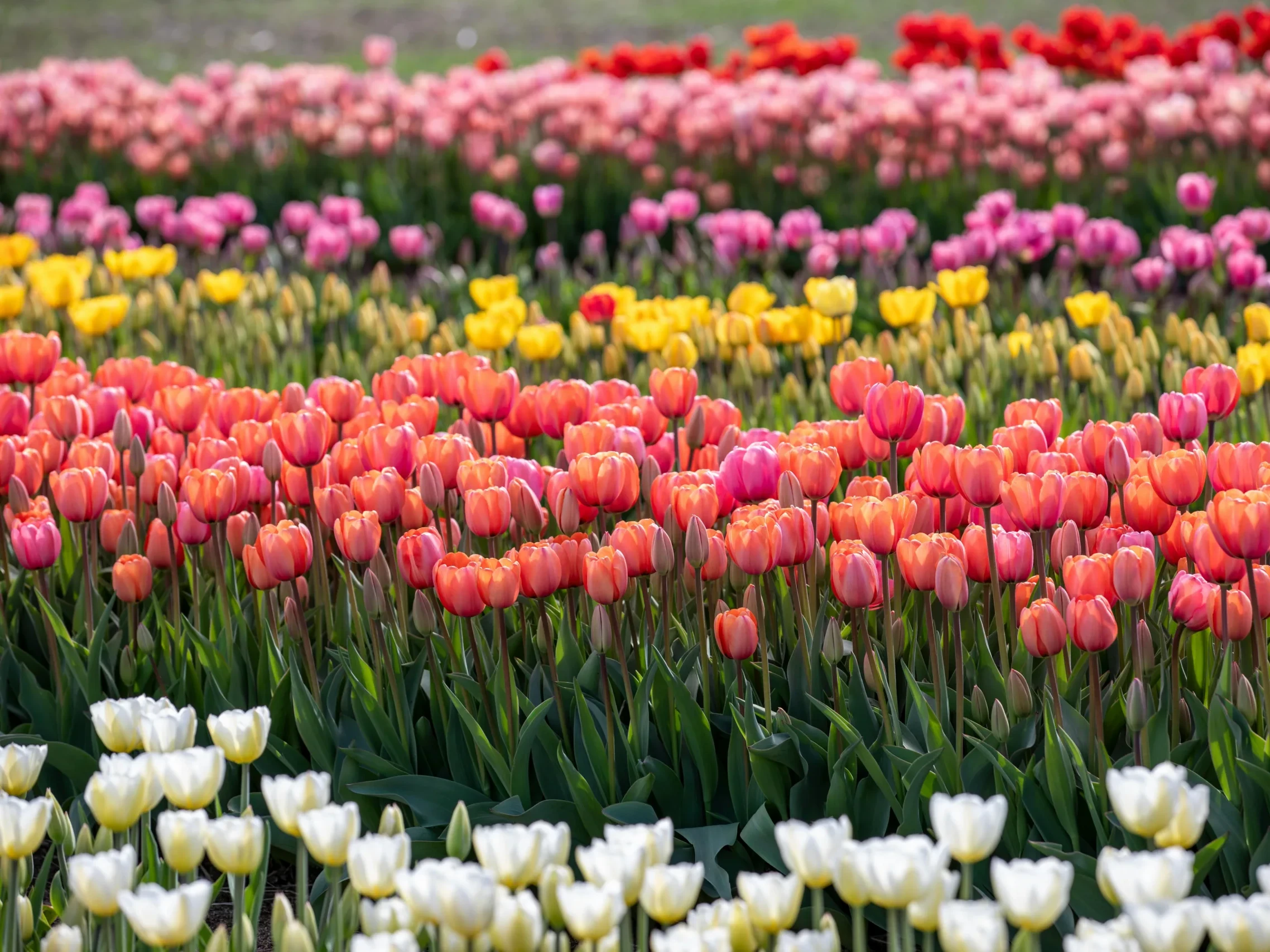 Colorful tulip flowers