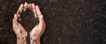 two hands holding and lifting fertile soil