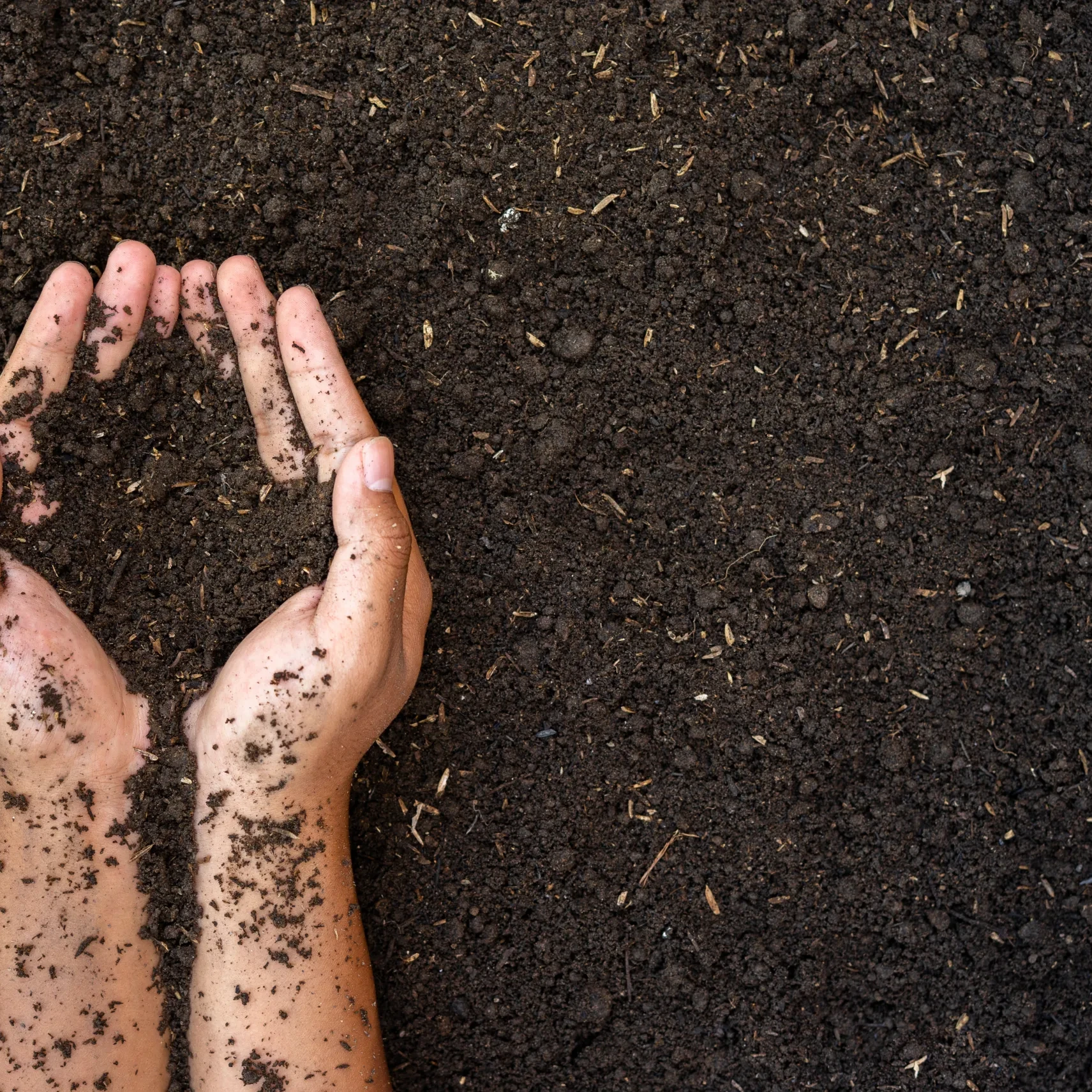 two hands holding and lifting fertile soil