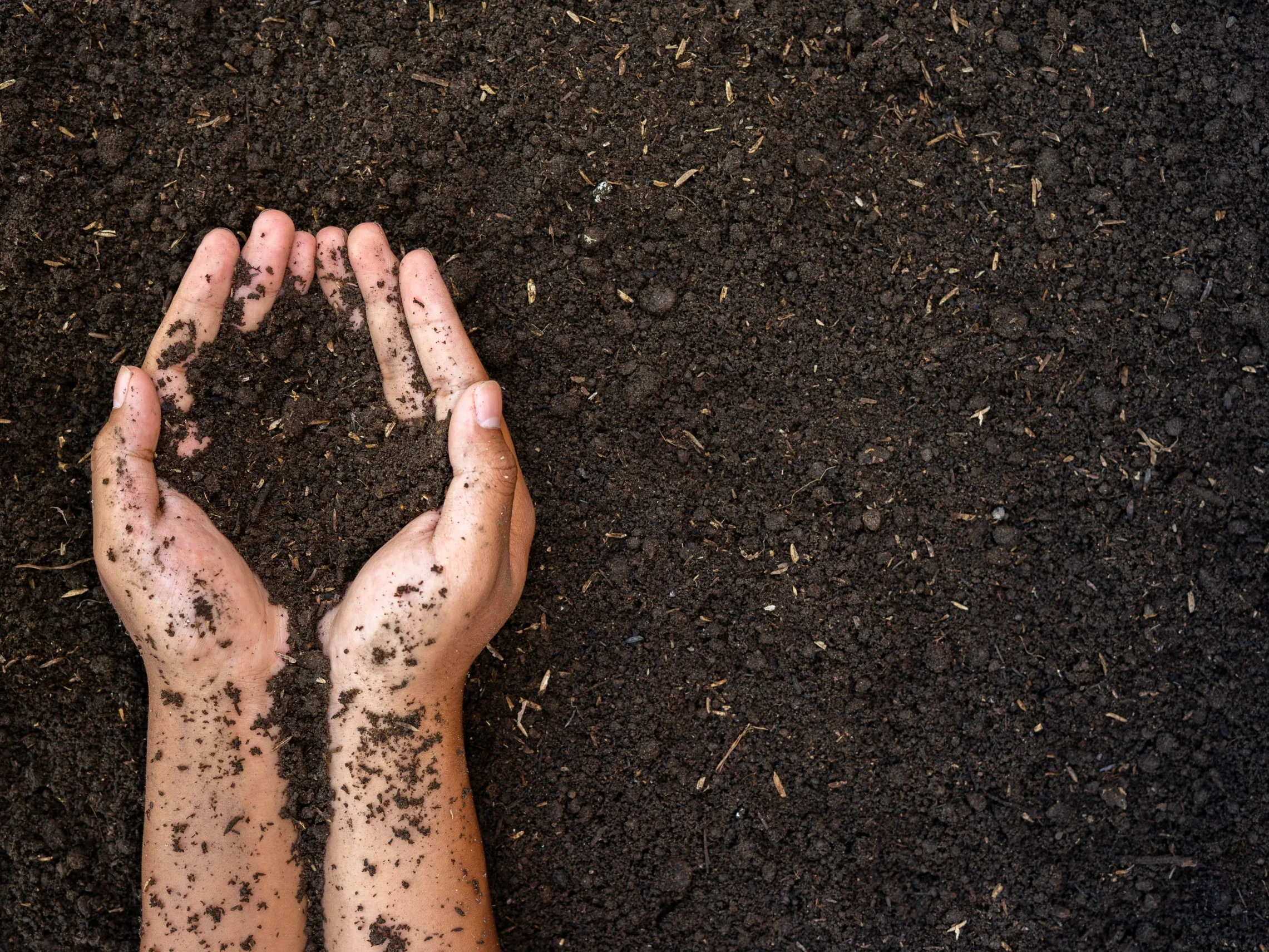 two hands holding and lifting fertile soil